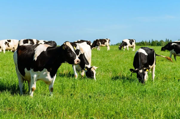 ���裡�̷��м����������˭���ػ�������ƿ�ӡ���